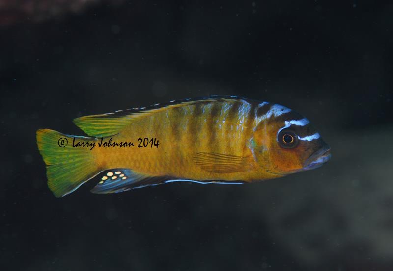 Maylandia usisyae 'Mara Rocks'